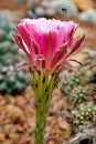 Closeup pink bud flower cactus Echinopsis hybrid trichopsis desert plants in garden with blurred background ,macro image, soft sel Royalty Free Stock Photo