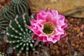 Closeup pink bud flower cactus Echinopsis hybrid trichopsis desert plants in garden with blurred background ,macro image, soft sel Royalty Free Stock Photo