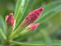 Closeup pink bud flower of desert rose flowers in garden with green blurred background ,macro image ,sweet color Royalty Free Stock Photo