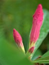 Closeup pink bud flower of desert rose flowers in garden with green blurred background ,macro image ,sweet color Royalty Free Stock Photo