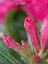 Closeup pink bud flower of desert rose with water drops in garden and blurred background ,sweet color Royalty Free Stock Photo