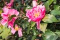 Pink camellia flowers in bloom with blurred background and copy space Royalty Free Stock Photo