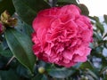 Closeup of a pink Camellia japonica flower Royalty Free Stock Photo