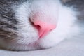 Closeup of pink cat nose. Macro view Royalty Free Stock Photo