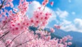 Closeup of pink cherry blossom flowers on tree against blue sky Royalty Free Stock Photo