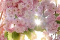 Pink Cherry blossom in the spring warm day. Beautiful nature scene with blooming tree and sun flare. Spring flowers. Royalty Free Stock Photo