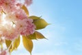 Closeup of Pink Cherry blossom in the spring warm day. Beautiful nature scene with blooming tree and sun flare. Spring flowers. Royalty Free Stock Photo