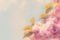 Closeup of Pink Cherry blossom in the spring warm day. Beautiful nature scene with blooming tree and sun flare. Spring flowers. Royalty Free Stock Photo