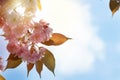 Closeup of Pink Cherry blossom in the spring warm day. Beautiful nature scene with blooming tree and sun flare. Spring flowers. Royalty Free Stock Photo