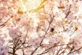 Pink Cherry blossom in a spring warm day. Beautiful nature scene with blooming tree and sun flare. Spring flowers. Royalty Free Stock Photo