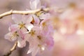 Pink Cherry blossom in a spring warm day. Beautiful nature scene with blooming tree and sun flare. Spring flowers. Royalty Free Stock Photo