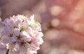 Pink Cherry blossom in a spring warm day. Beautiful nature scene with blooming tree and sun flare. Spring flowers. Royalty Free Stock Photo