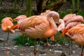 Closeup of a pink Chilean flamingo with his family in the background, Near threatened bird specie