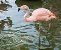 Closeup Of A Pink Chilean Flamingo Walking Through The Water, A Near Threatened Tropical Bird From America