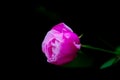 Closeup pink China rose in dark background Royalty Free Stock Photo