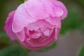 Closeup pink China rose in light green background Royalty Free Stock Photo