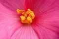 CloseUp Pink Chinese Hibiscus Flower, Bright Color Contrast Royalty Free Stock Photo