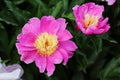 Pink Chinese peony Closeup