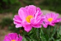 Pink Chinese peony Closeup