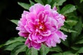 Pink Chinese peony Closeup