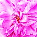 Closeup Pink Chinese Rose Fine Art