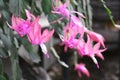 Closeup of pink Christmas Cactus blooms