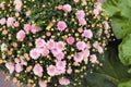 Closeup of pink chrysanthemum flowers growing, blossoming and flowering in a lush green garden at home. Bunch of vibrant