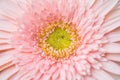 Closeup pink chrysanthemun flower textured background Royalty Free Stock Photo