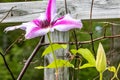 Closeup of a pink clematis flower growing in the garden by the wooden fence Royalty Free Stock Photo