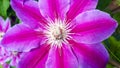 Closeup pink clematis in garden. Fully blooming, beauty in nature. Flowers of perennial clematis vines Royalty Free Stock Photo