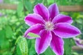 Closeup pink clematis in garden. Fully blooming, beauty in nature. Flowers of perennial clematis vines Royalty Free Stock Photo