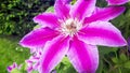 Closeup pink clematis in garden. Fully blooming, beauty in nature. Flowers of perennial clematis vines in the garden Royalty Free Stock Photo