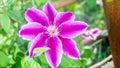 Closeup pink clematis in garden. Fully blooming, beauty in nature. Flowers of perennial clematis vines