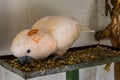 Closeup of a pink cockatoo eating seeds, animal feeding, tropical bird from australia, popular pet in aviculture