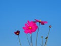 Pink color flower, sulfur Cosmos, Mexican Aster flowers are blooming beautifully springtime in the garden, on blue sky background Royalty Free Stock Photo