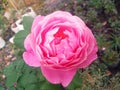 Closeup of pink colour single rose flower blossom blooming on tree blurred background, stock photo, spring summer flower, single Royalty Free Stock Photo