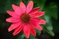 Closeup of pink coneflower (Echinacea) flower growing in green grass Royalty Free Stock Photo