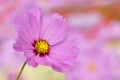 Closeup of pink cosmos flower