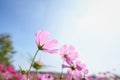 Closeup of pink Cosmos flower with blue sky under sunlight with copy space background natural green plants landscape, ecology Royalty Free Stock Photo