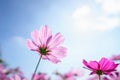 Closeup of pink Cosmos flower with blue sky under sunlight with copy space background natural green plants landscape, ecology Royalty Free Stock Photo