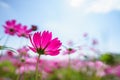 Closeup of pink Cosmos flower with blue sky under sunlight with copy space background natural green plants landscape, ecology Royalty Free Stock Photo