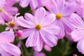 Closeup pink cosmos flower garden Royalty Free Stock Photo