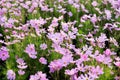 Closeup pink cosmos flower garden Royalty Free Stock Photo