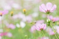 Closeup pink cosmos flower, season nature, space, landscape