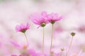 Closeup pink cosmos flower, season nature, space