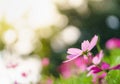 Closeup of pink Cosmos flower with sky under sunlight with copy space background natural green plants landscape, ecology Royalty Free Stock Photo