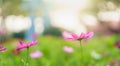 Closeup of pink Cosmos flower with sky under sunlight with copy space background natural green plants landscape, ecology Royalty Free Stock Photo