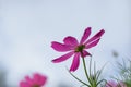 Closeup of pink Cosmos flower with sky under sunlight with copy space background natural green plants landscape, ecology Royalty Free Stock Photo