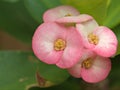 Closeup pink Crown-of-thorns, Euphorbia milii flowers in garden with blurred background ,macro image ,sweet color Royalty Free Stock Photo