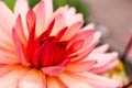 Close up of pink dahlia beautiful flower wallpaper